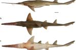 Descubren dos nuevas especies de un tipo raro de tiburón Descubren dos nuevas especies de un tipo raro de tiburón