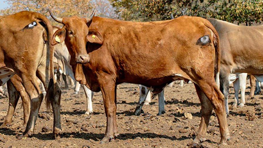 Ojo en el trasero del ganado puede librarlo de ataques salvajes 