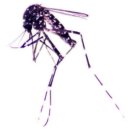 Hallazgo en República Dominicana de especie de mosquito transmisor de diversos virus 