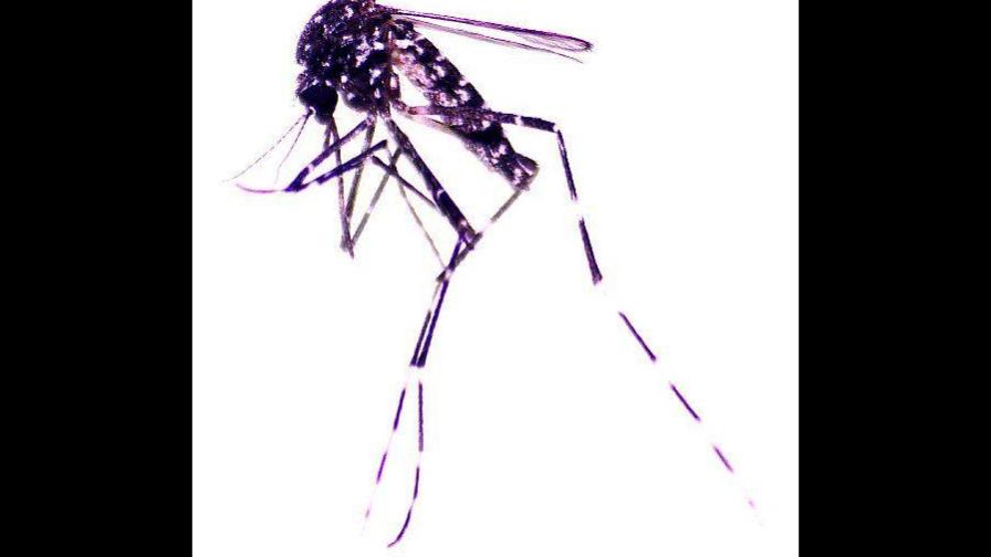 Hallazgo en República Dominicana de especie de mosquito transmisor de diversos virus Hallazgo en República Dominicana de especie de mosquito transmisor de diversos virus