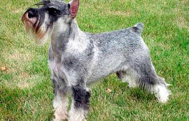 los mini schnauzers ladran mucho