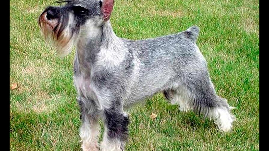 La Schnauzer ladra mucho