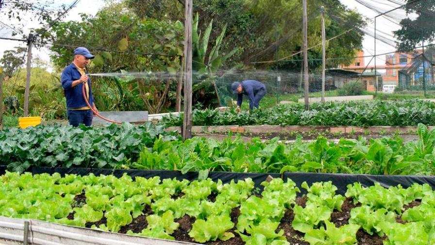 Los padres colombianos se rebelan contra la “comida basura”