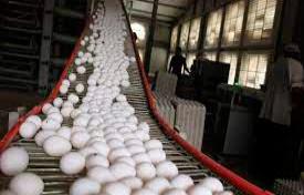 Cada dominicano consume cerca de 260 huevos al año 