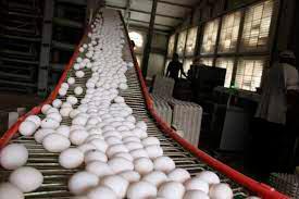 Cada dominicano consume cerca de 260 huevos al año 