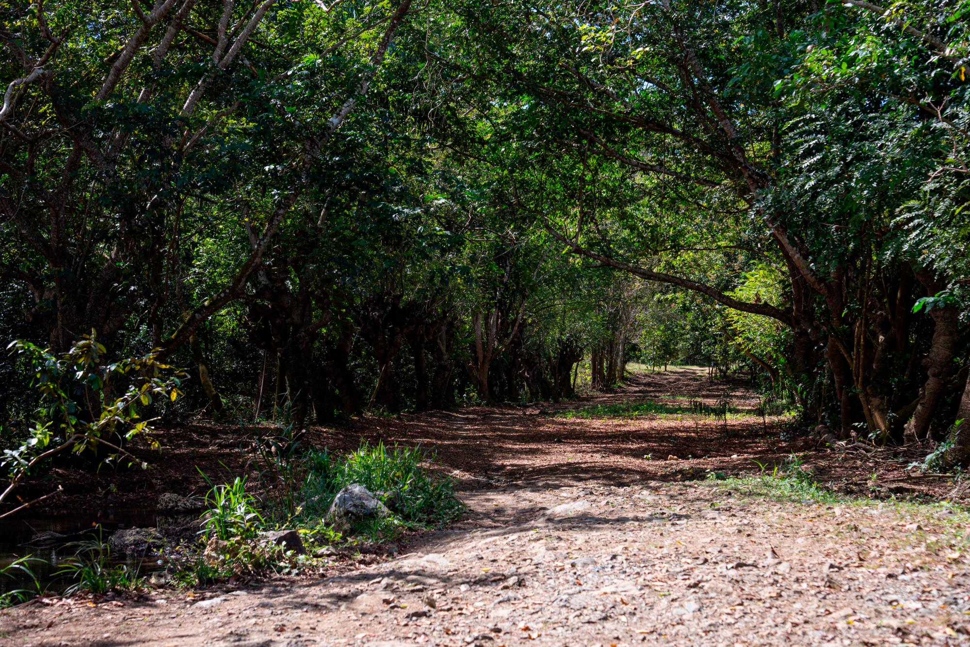 La vegetación se presta para hacer senderismo.