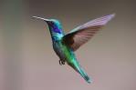 Los colibrís ven colores que los humanos no pueden percibir