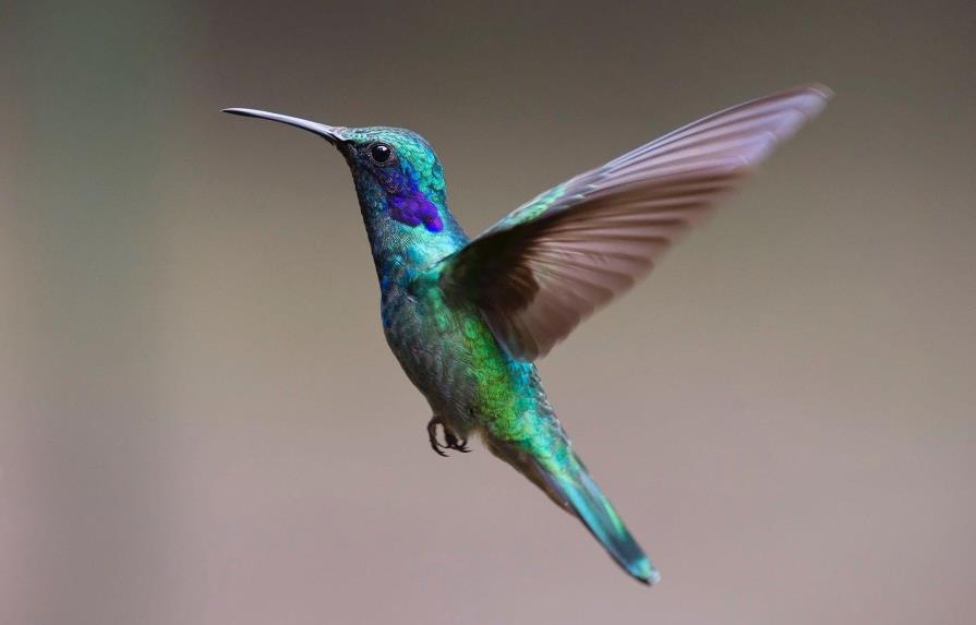 Los colibrís ven colores que los humanos no pueden percibir