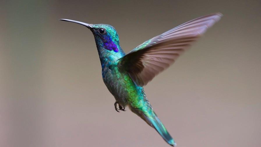 Los colibrís ven colores que los humanos no pueden percibir