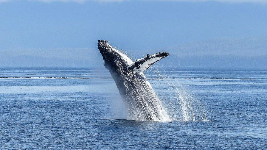 Avistan a una ballena jorobada en la ciudad canadiense de Montreal