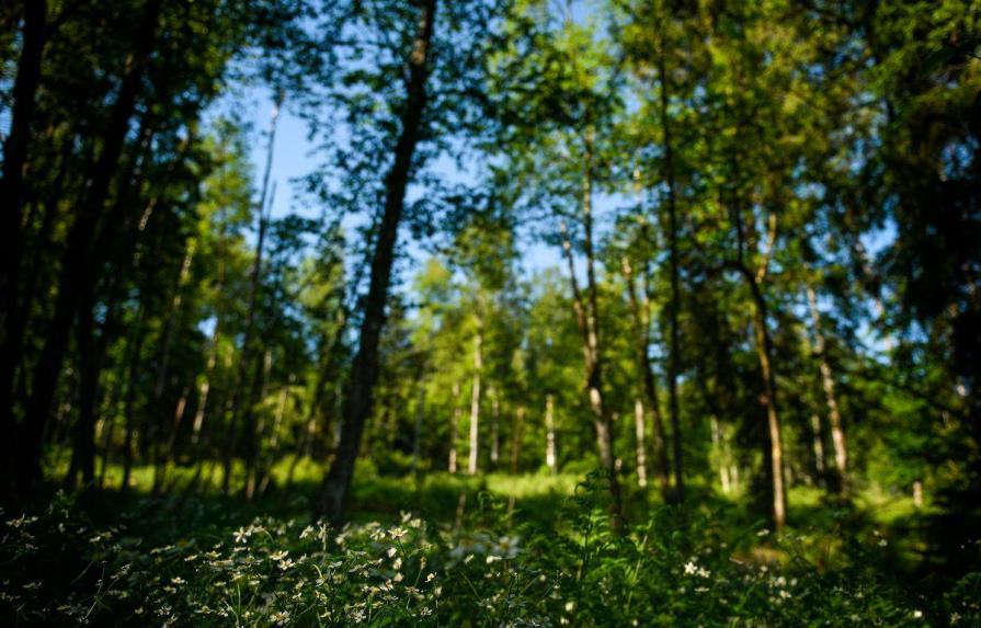 Unión Europea avanza hacia normativa para limitar productos ligados a deforestación