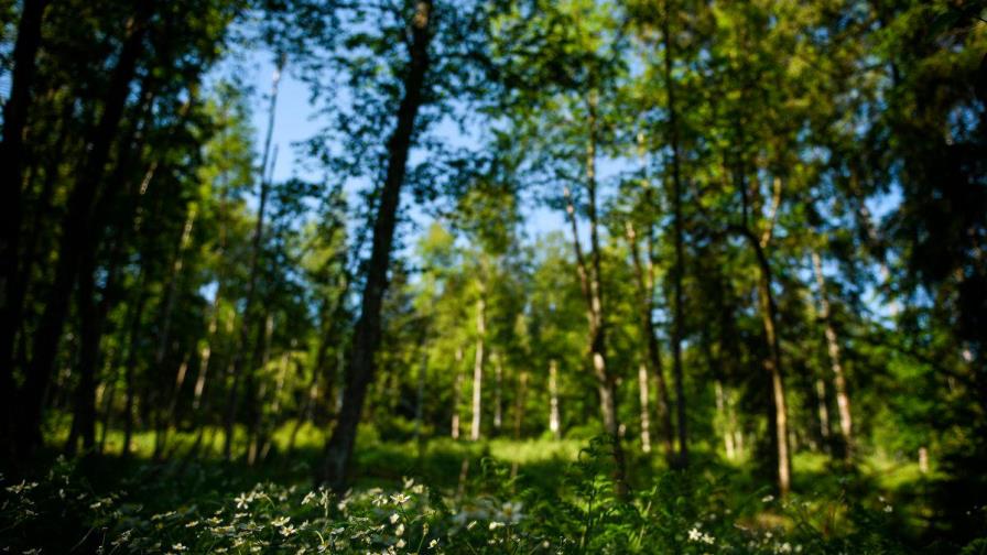 Unión Europea avanza hacia normativa para limitar productos ligados a deforestación