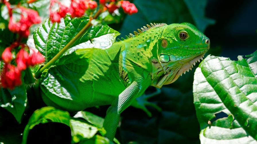 EEUU alerta que las iguanas se caerán de los árboles por el frío en Miami