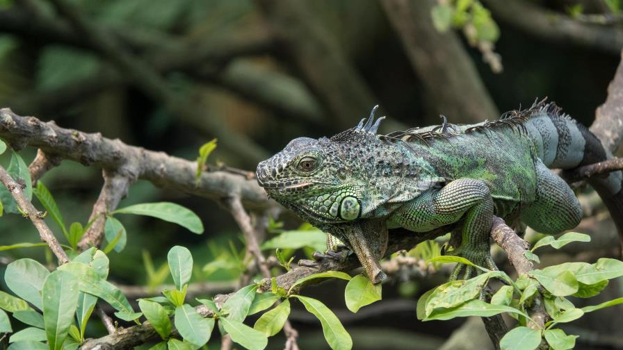 El tiempo de Miami en Navidad: fresco con posible lluvia de iguanas
