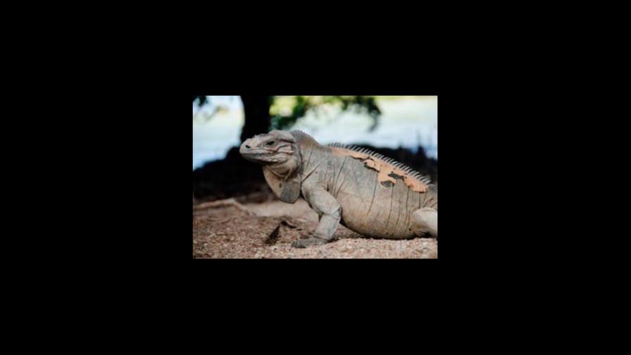 Imponen garantía económica de RD$3,000 a un hombre por capturar iguana para comérsela 