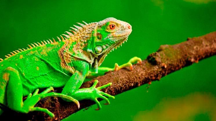 Advierte República Dominicana necesita un sistema de respuesta ante la invasión de iguanas verdes