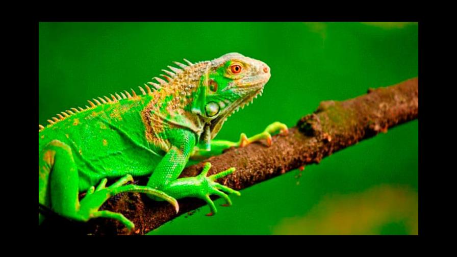 Advierte República Dominicana necesita un sistema de respuesta ante la invasión de iguanas verdes