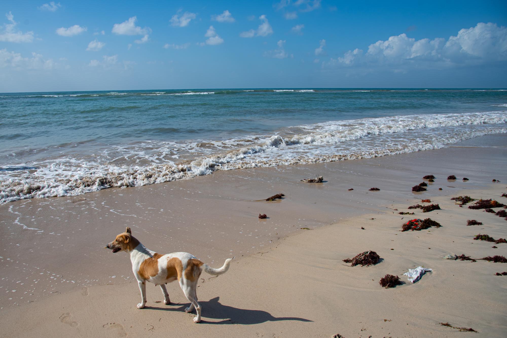 Los resultados del estudio arrojaron que Boca Chica presenta un nivel de coliformes totales (bacterias) dentro de los límites aceptables, según la Norma Ambiental de Calidad de Aguas Superficiales y Costeras del año 2012 para aguas de uso recreativo de bañistas y buceo. (Fotos: Dania Acevedo)