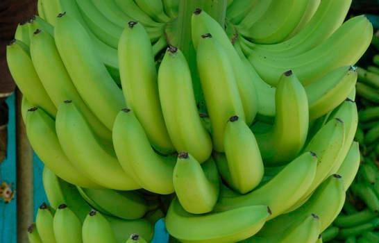 Exportación de banano orgánico amenazada con nuevas normativas de la Unión Europea