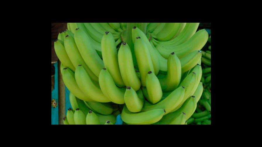 Exportación de banano orgánico amenazada con nuevas normativas de la Unión Europea Exportación de banano orgánico amenazada con nuevas normativas de la Unión Europea