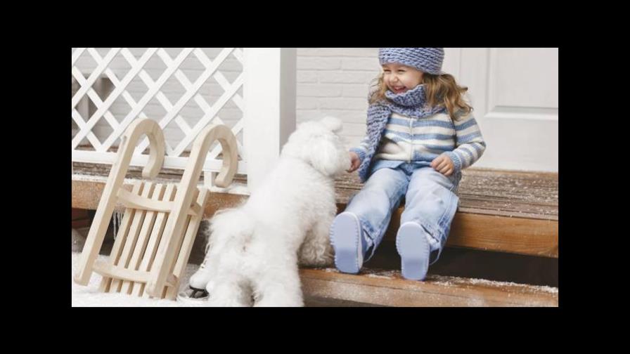 Necesidades de las mascotas