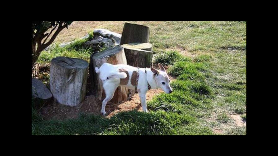 ¿El cachorro imita o marca territorio?