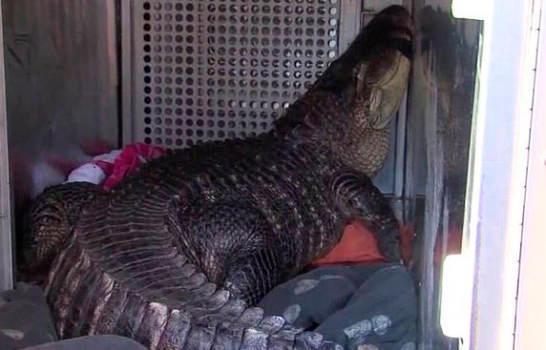 Hombre carga a un cocodrilo en Florida