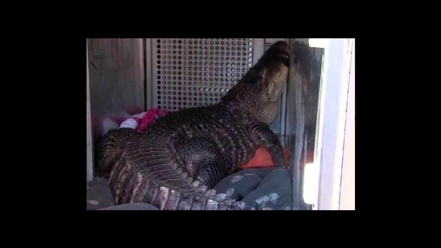 Hombre carga a un cocodrilo en Florida