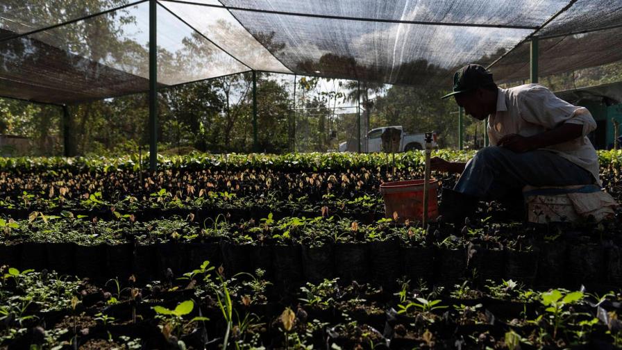 Revelan desplome de producción incide en alzas de precios de productos agrícolas   