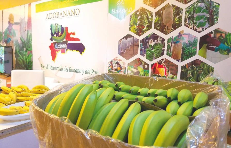 Sector banano desarrolla capacidad exportadora 