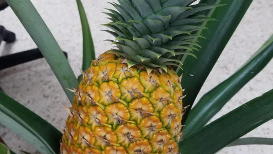 RD debe producir con calidad para aumentar las exportaciones de piña RD debe producir con calidad para aumentar las exportaciones de piña