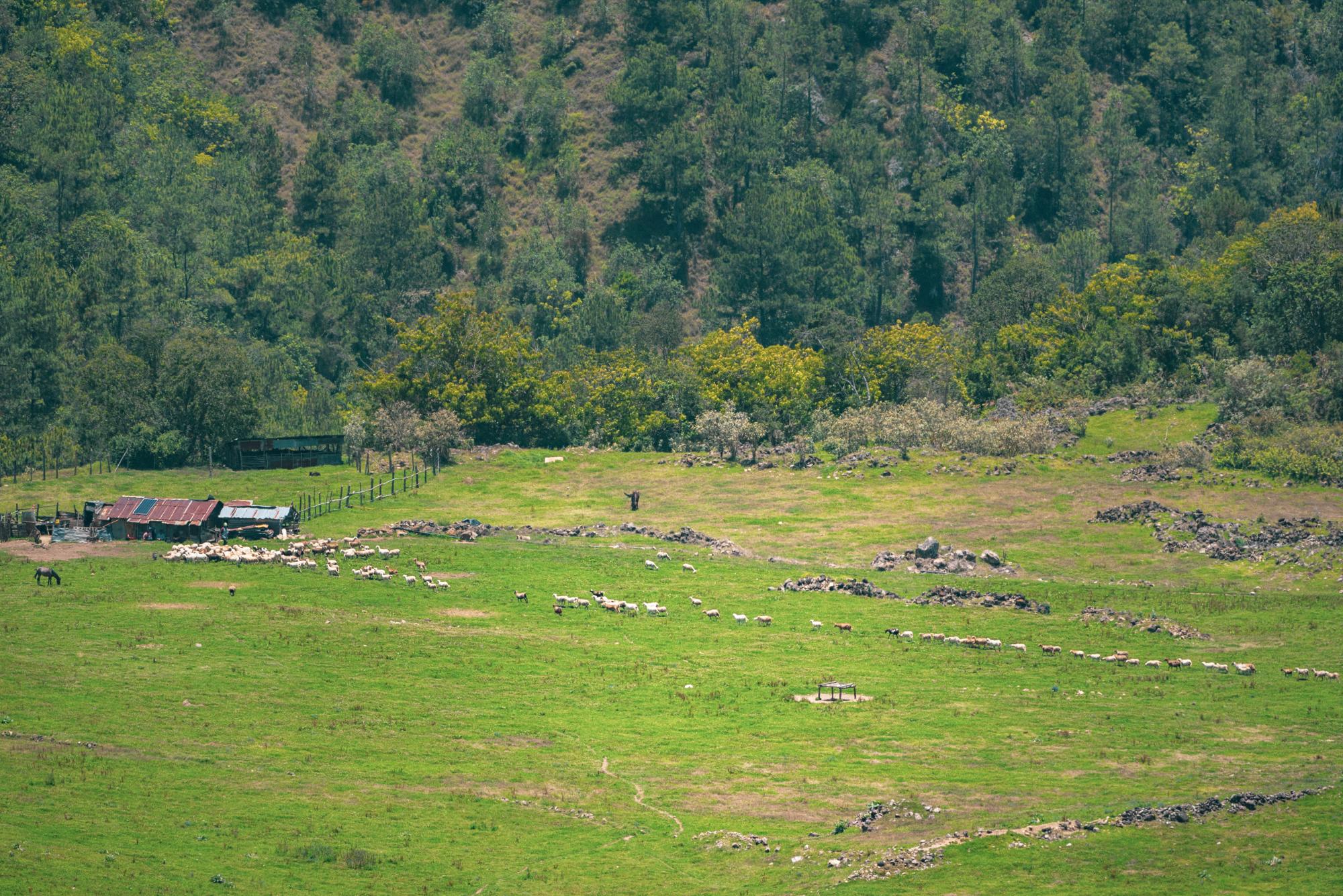 Una manada de chivos se mueve por Monte Llano, una de las zonas donde en 2016 Medio Ambiente prohibió el cultivo y la ganadería por estar dentro del Parque Nacional Valle Nuevo.