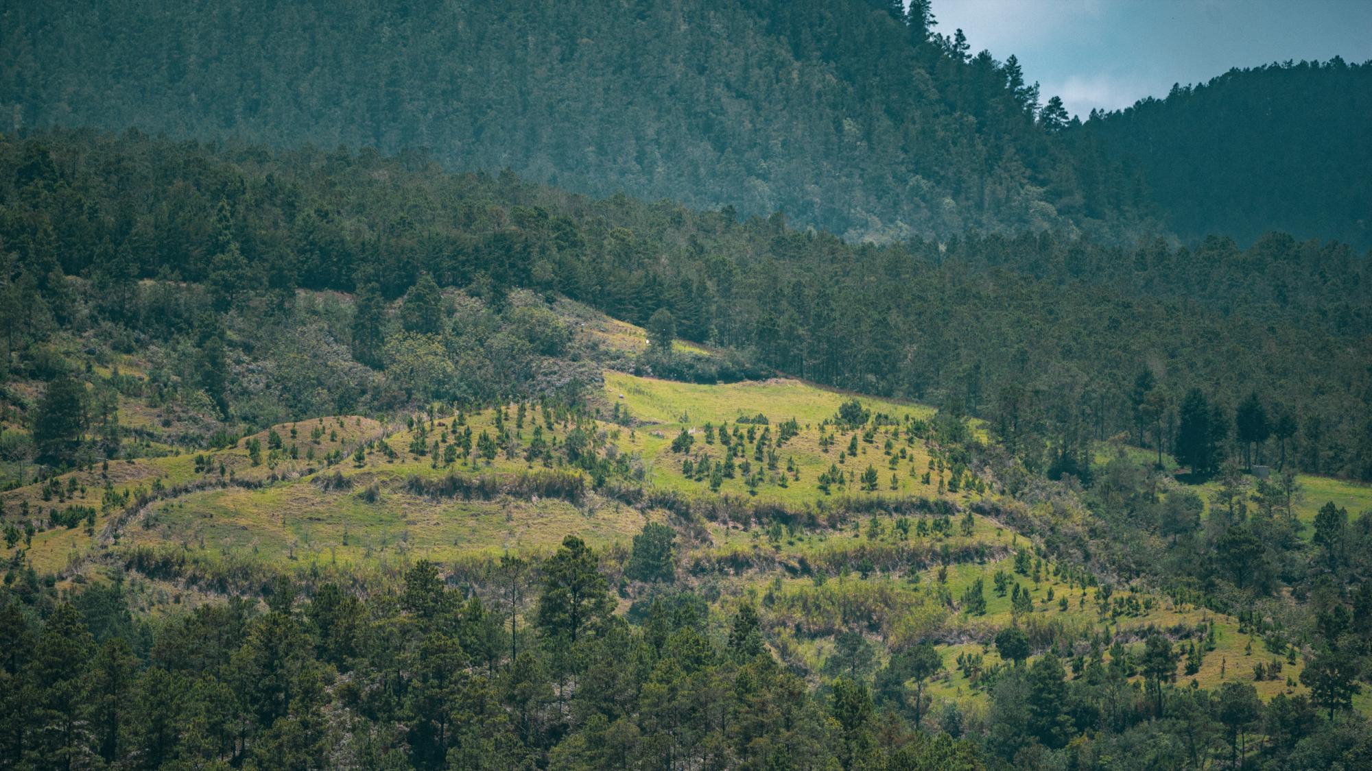 Vista de un área anteriormente agrícola en la zona de amortiguamiento de Valle Nuevo, y que fue sembrada con pinos.