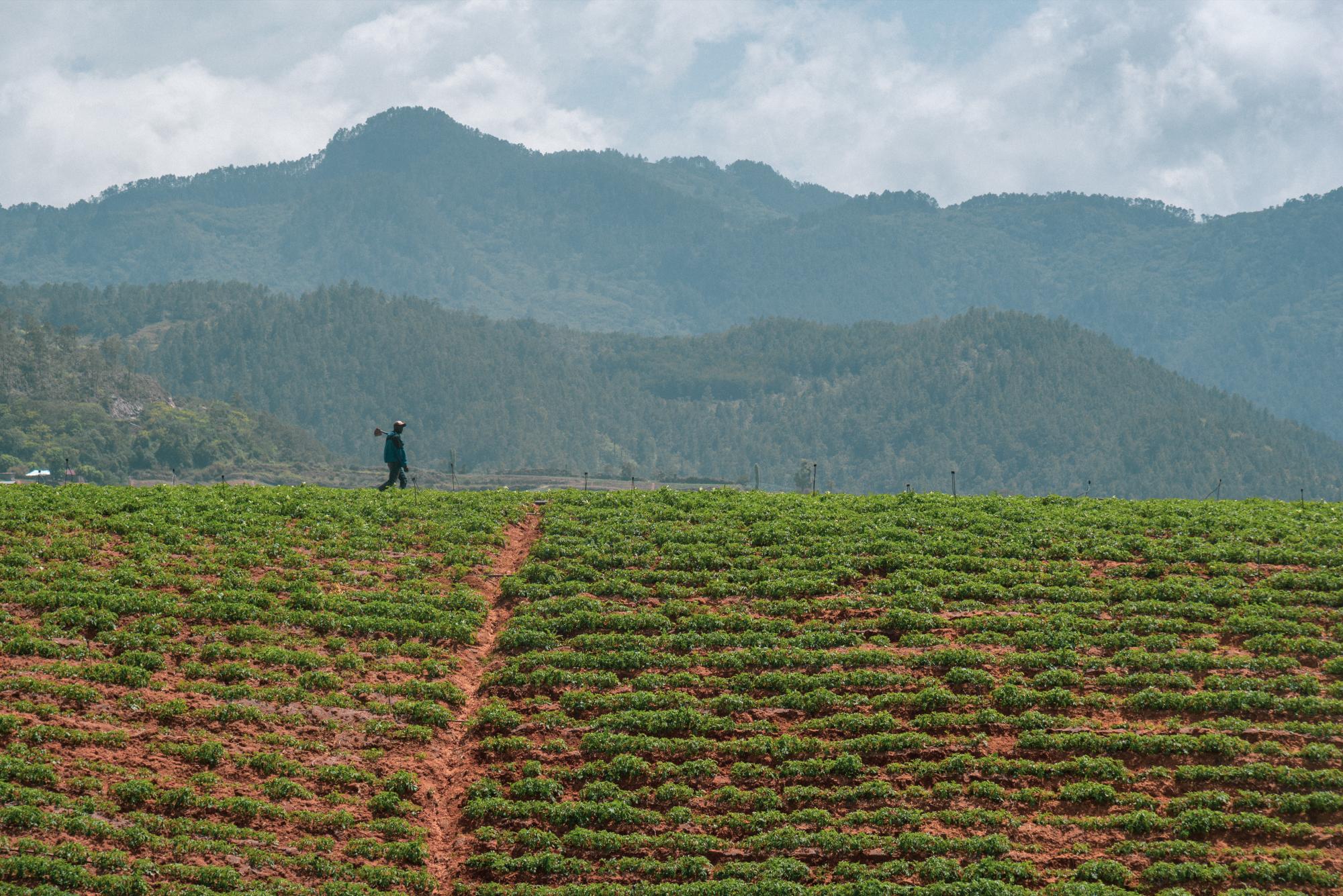 Un jornalero camina por una parcela sembrada de papas en Constanza, en terrenos fuera del parque nacional.
