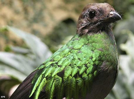 El quetzal se reproduce en cautiverio gracias a plan de conservación