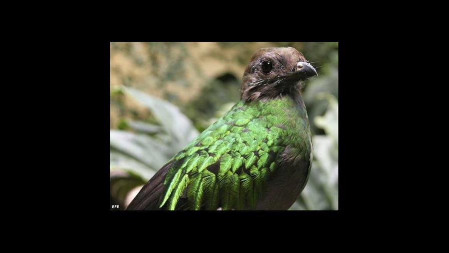 El quetzal se reproduce en cautiverio gracias a plan de conservación