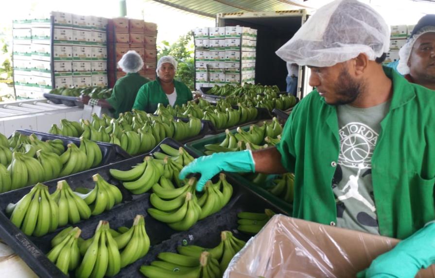 Exportaciones de cacao y banano orgánico rondan los US$300 millones