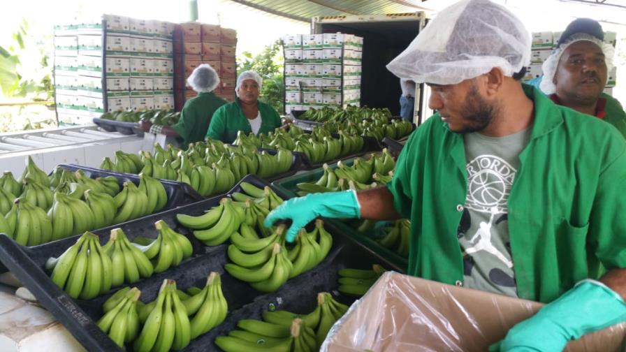 Exportaciones de cacao y banano orgánico rondan los US$300 millones Exportaciones de cacao y banano orgánico rondan los US$300 millones