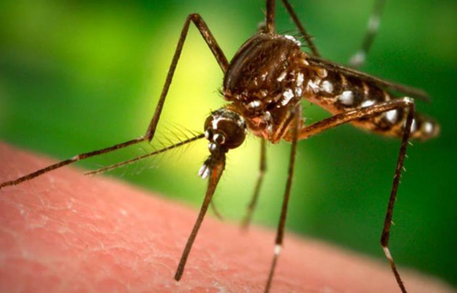 Desarrollan un método más barato y efectivo para detectar mosquitos con zika 