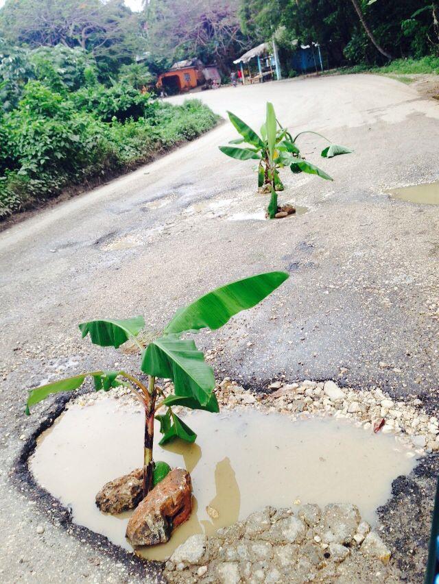 Siembran plátanos en la carretera  Barahona-Enriquillo por precarias condiciones