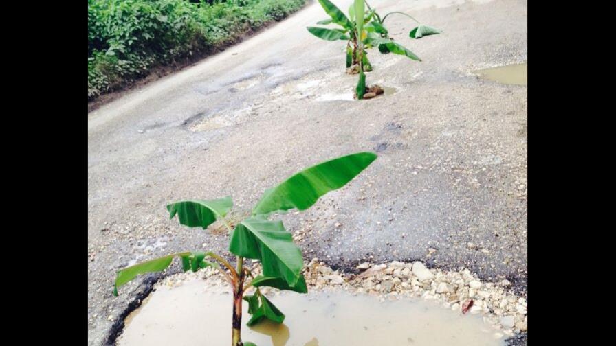 Siembran plátanos en la carretera  Barahona-Enriquillo por precarias condiciones