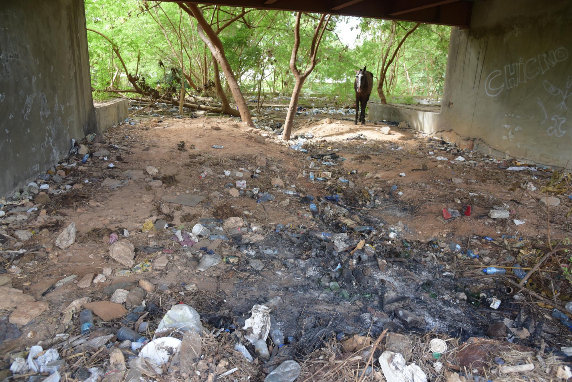 Un caballo se alimenta dentro del teatro.