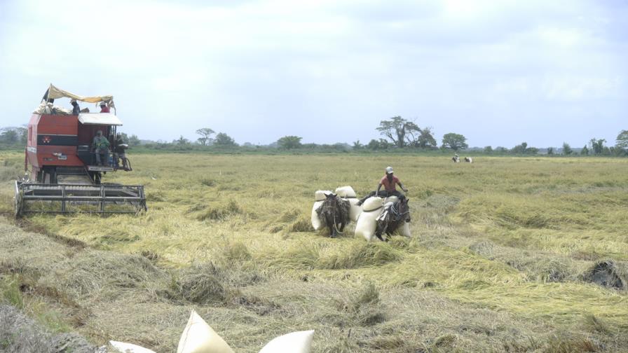 Procompetencia advierte por anuncio de aumento del precio del arroz Procompetencia advierte por anuncio de aumento del precio del arroz