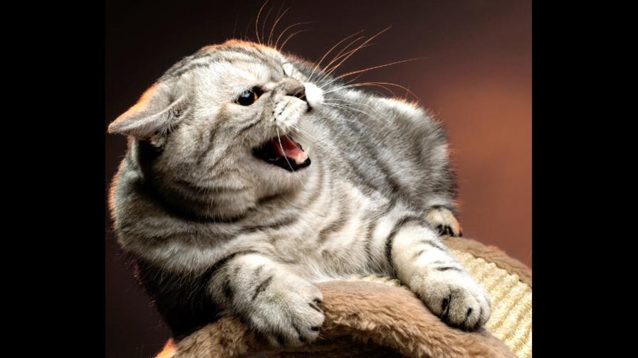 Al gato no le gustan los extraños...