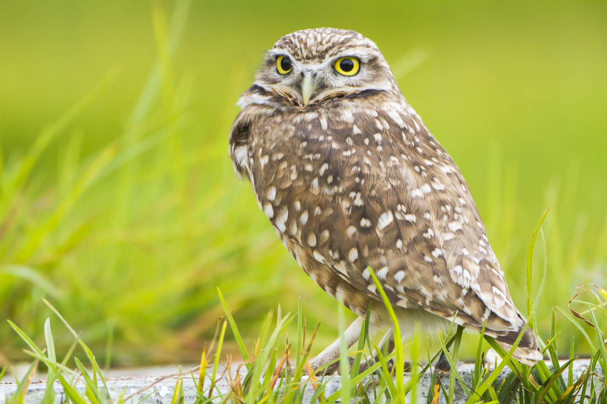 Conservación del tecolote