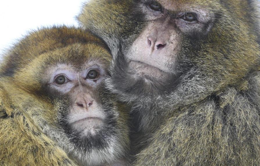 Nuevo análisis arroja luz sobre disparidad genética entre humanos y primates