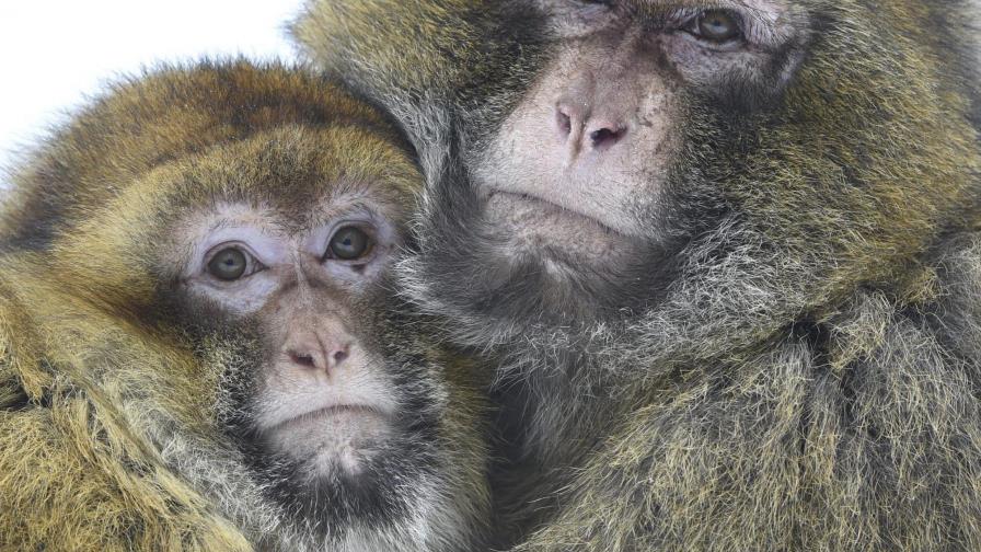 Nuevo análisis arroja luz sobre disparidad genética entre humanos y primates