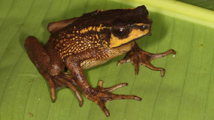 Un estudio desvela el efecto desigual del cambio climático en los anfibios 