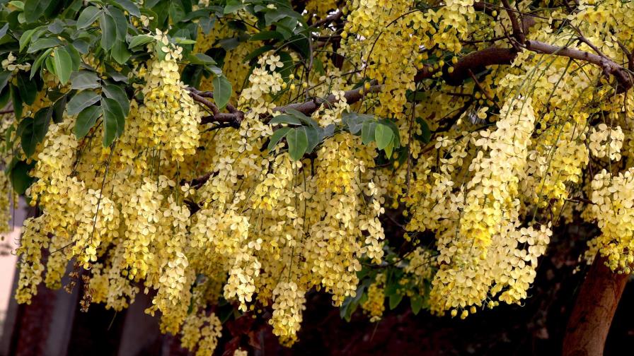 Costa Rica busca mejores prácticas para exportar plantas ornamentales a la UE