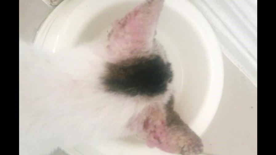 Un gato arisco con una sarna